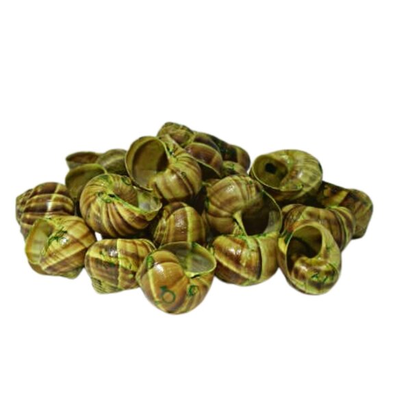 LAND SNAIL SHELLS - Picture 1 of 1